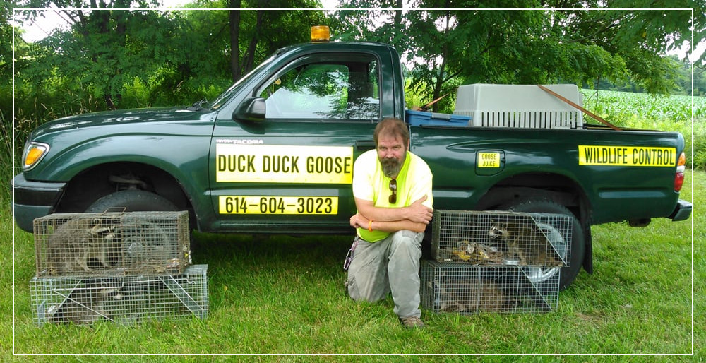 Duck Duck Goose Wildlife Control - Business Photo Gallery Image