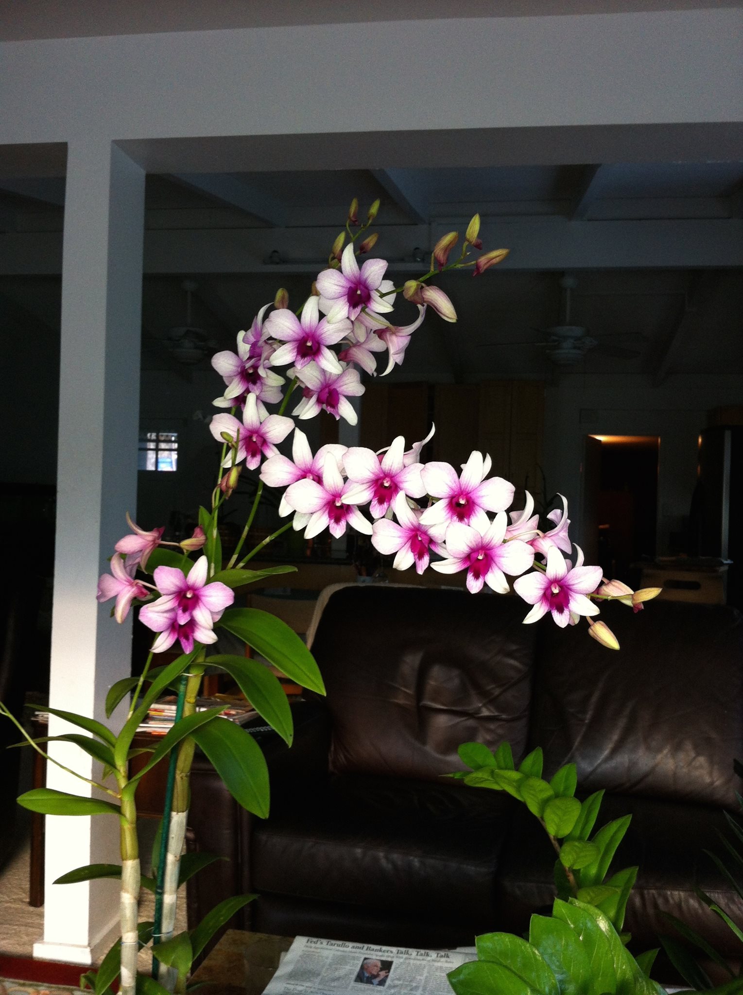 Ohana Plant Works Inc - Business Photo Gallery Image