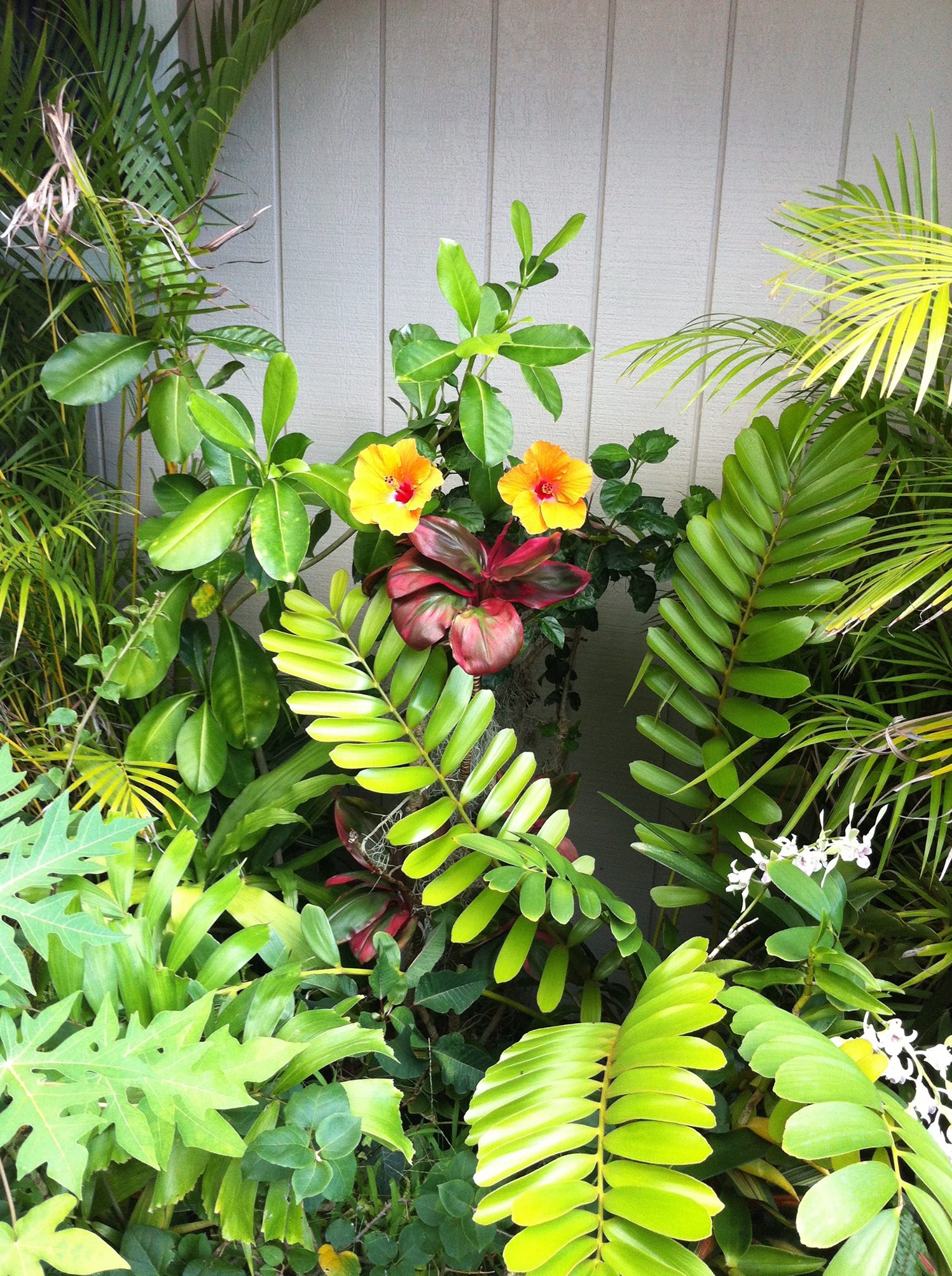 Ohana Plant Works Inc - Business Photo Gallery Image