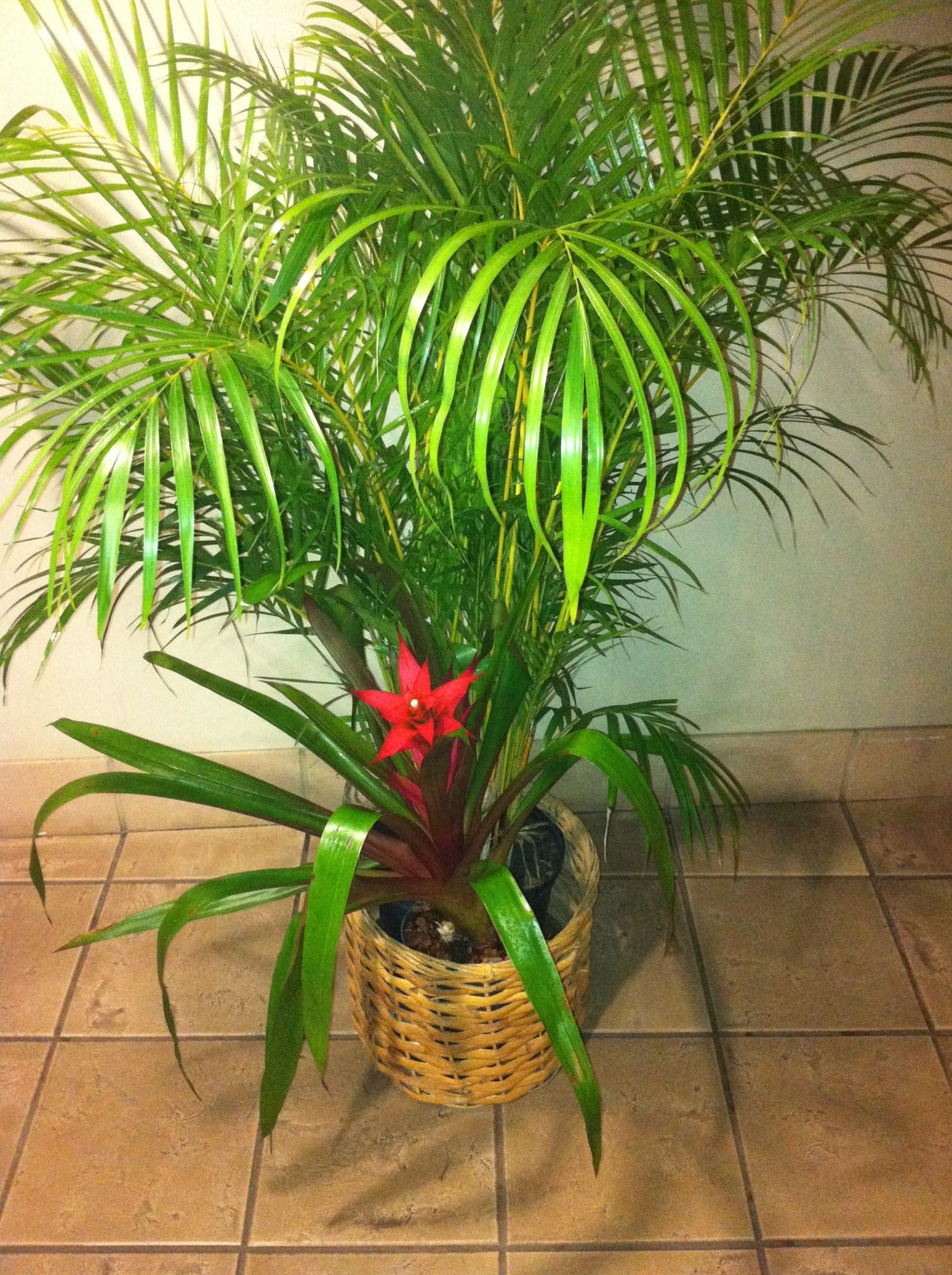 Ohana Plant Works Inc - Business Photo Gallery Image