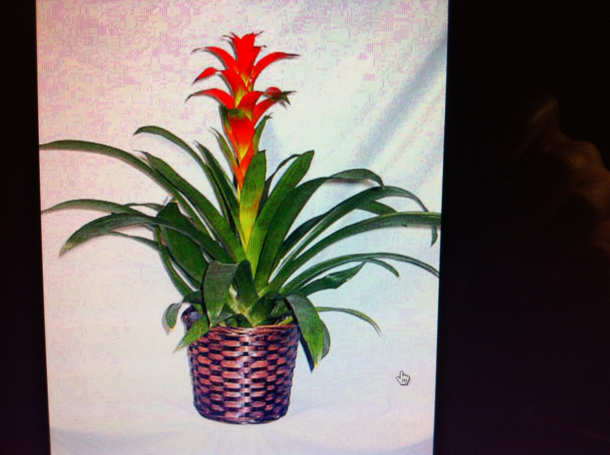 Ohana Plant Works Inc - Business Photo Gallery Image