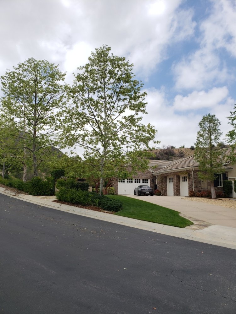 Pineda's Tree Care Inc - Business Photo Gallery Image