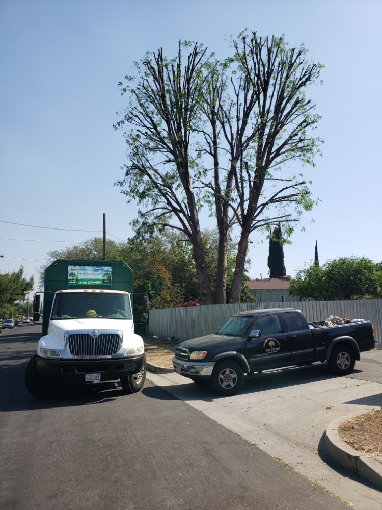 Pineda's Tree Care Inc - Business Photo Gallery Image