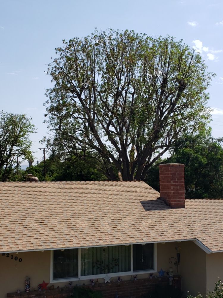 Pineda's Tree Care Inc - Business Photo Gallery Image