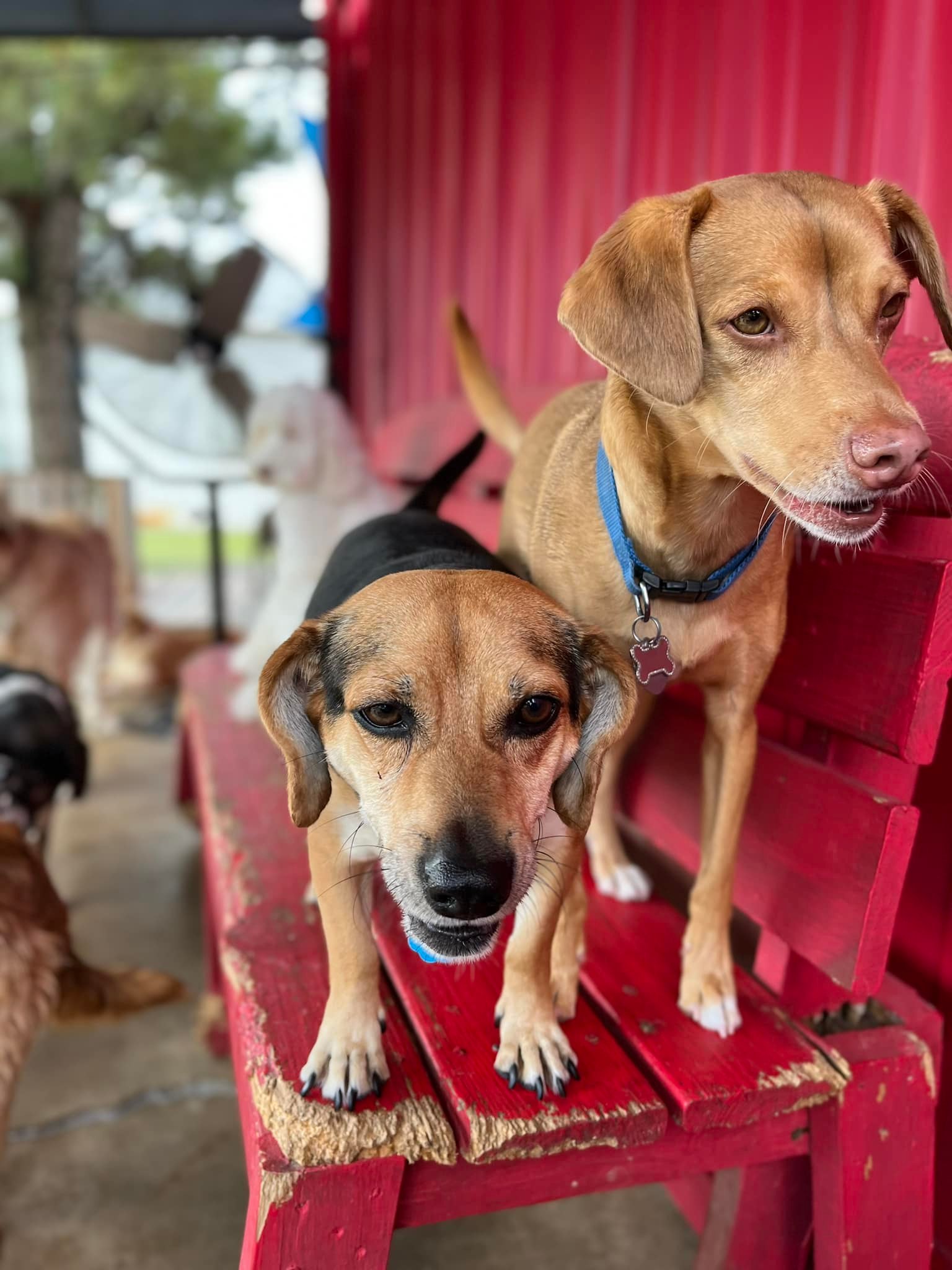 Dog Party USA - Business Photo Gallery Image