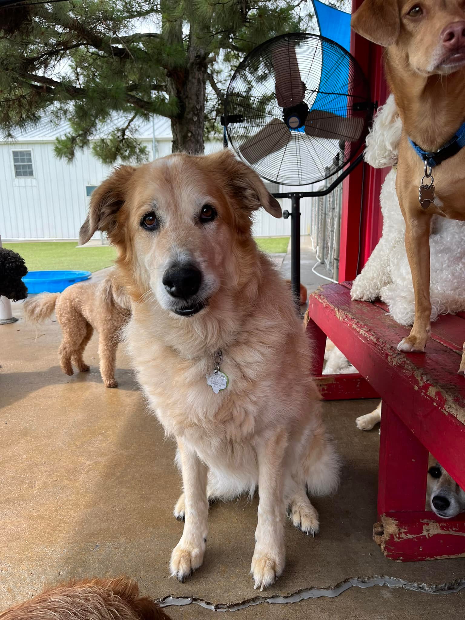 Dog Party USA - Business Photo Gallery Image