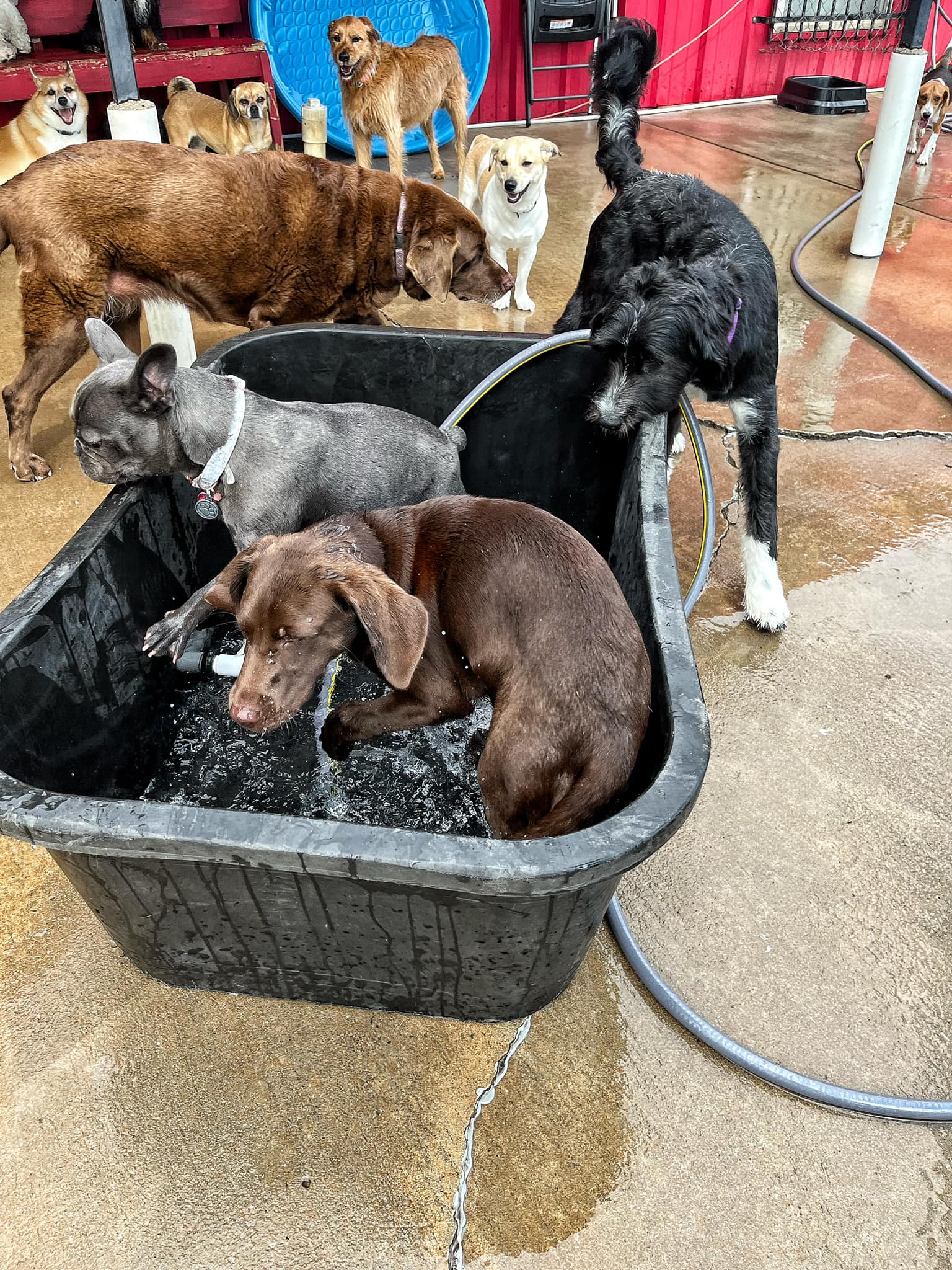 Dog Party USA - Business Photo Gallery Image