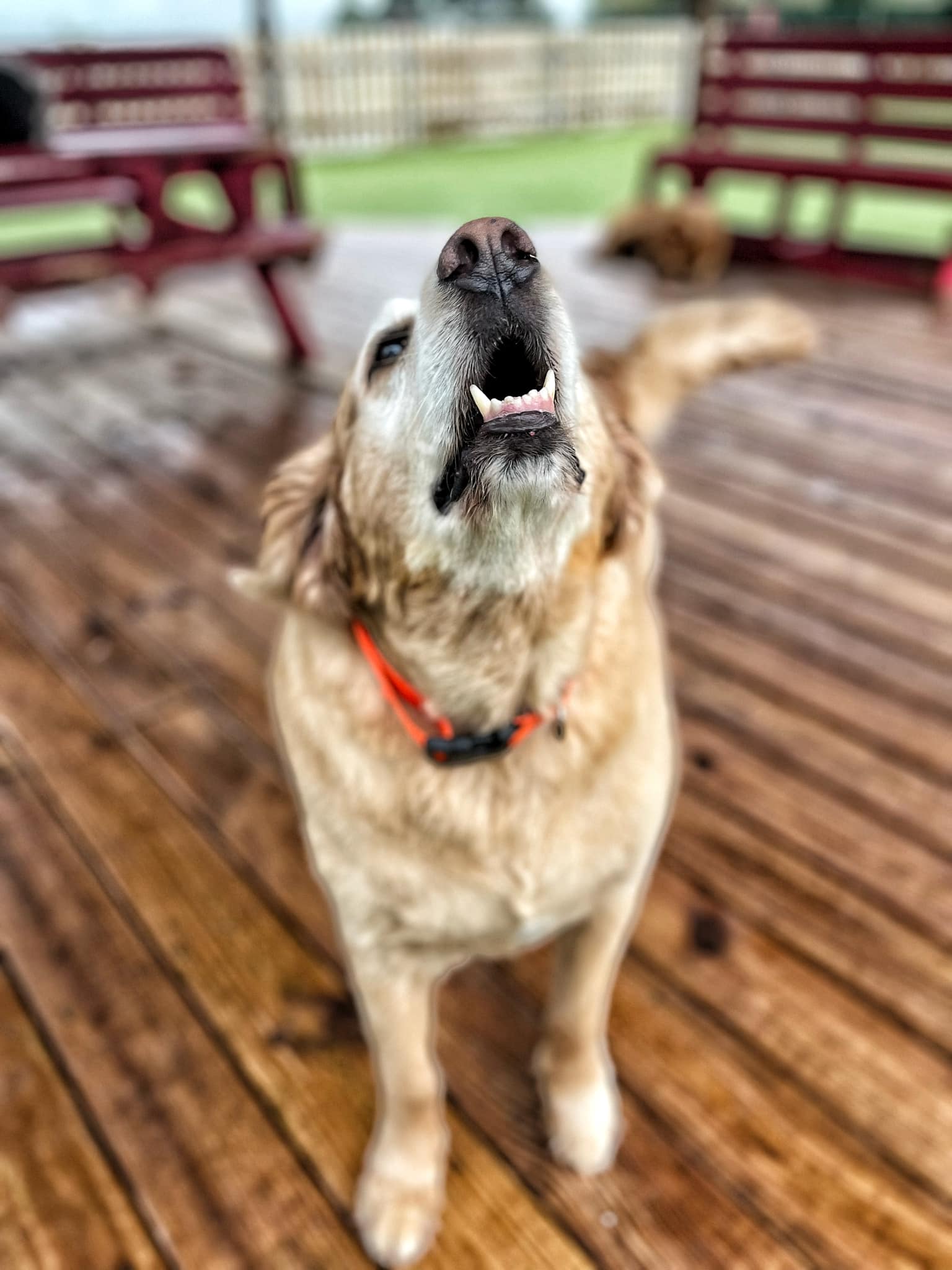 Dog Party USA - Business Photo Gallery Image