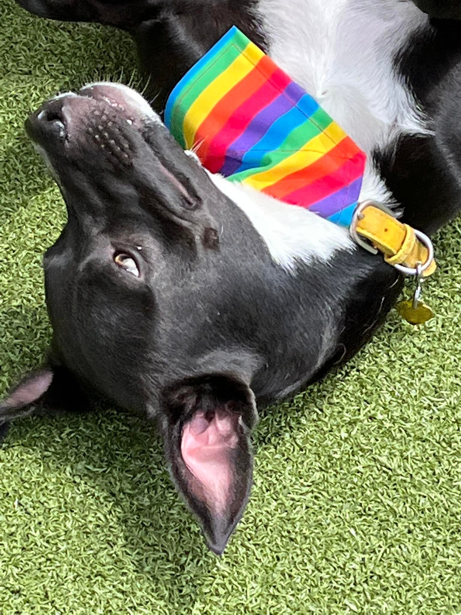 Dog Party USA - Business Photo Gallery Image