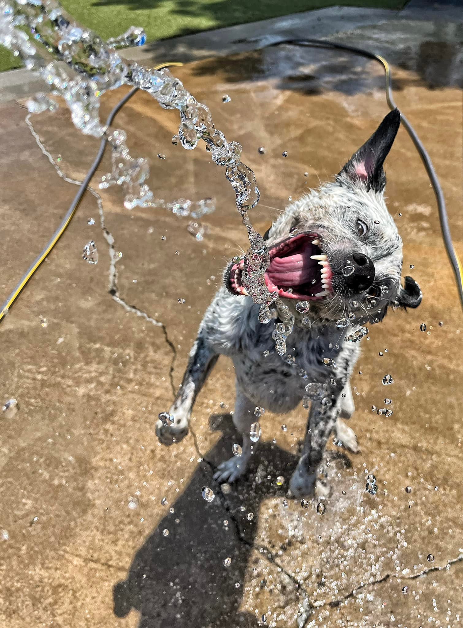 Dog Party USA - Business Photo Gallery Image