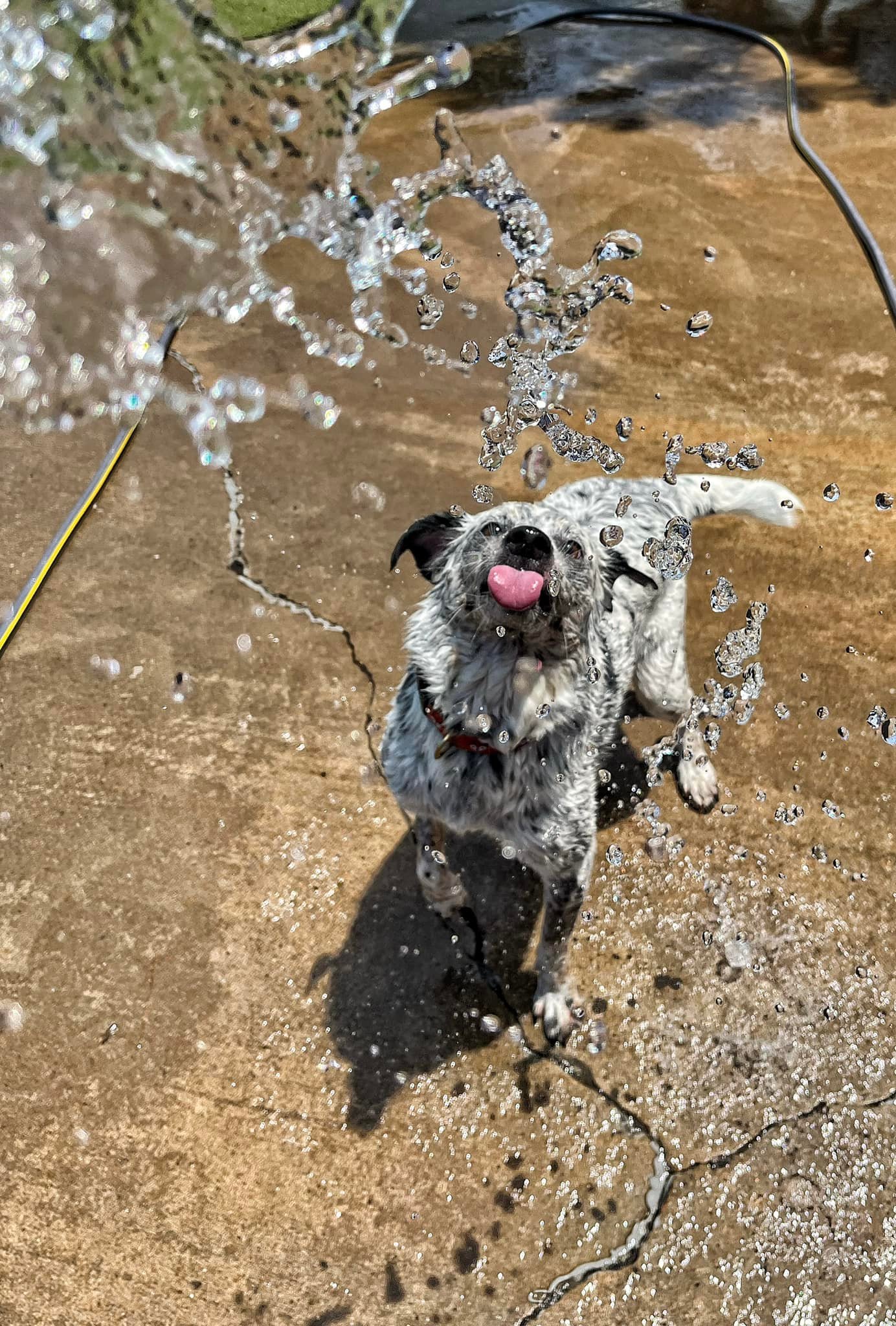 Dog Party USA - Business Photo Gallery Image