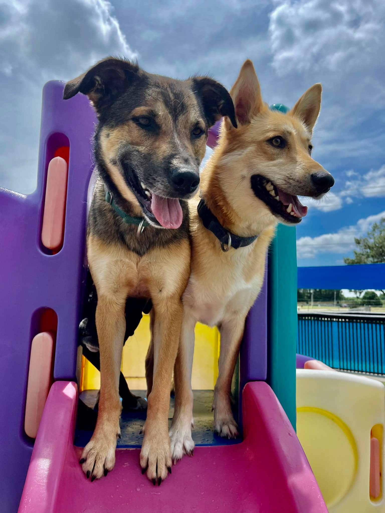 Dog Party USA - Business Photo Gallery Image