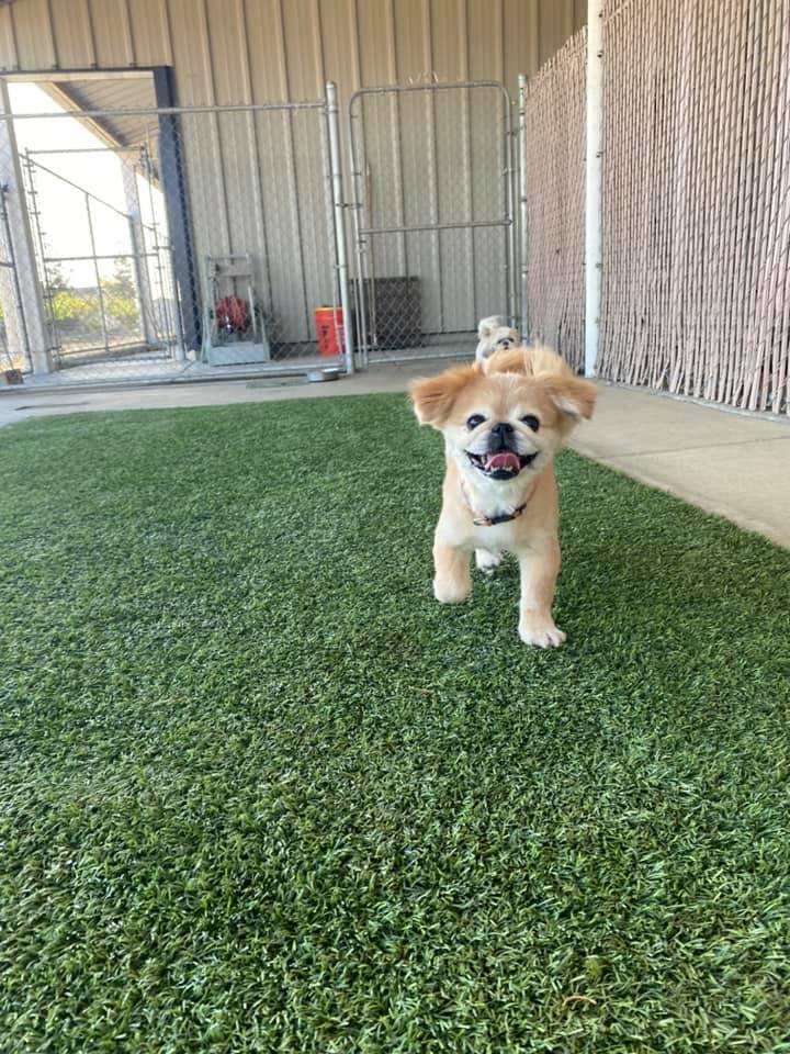 Happy Tails Pet Resort - Business Photo Gallery Image