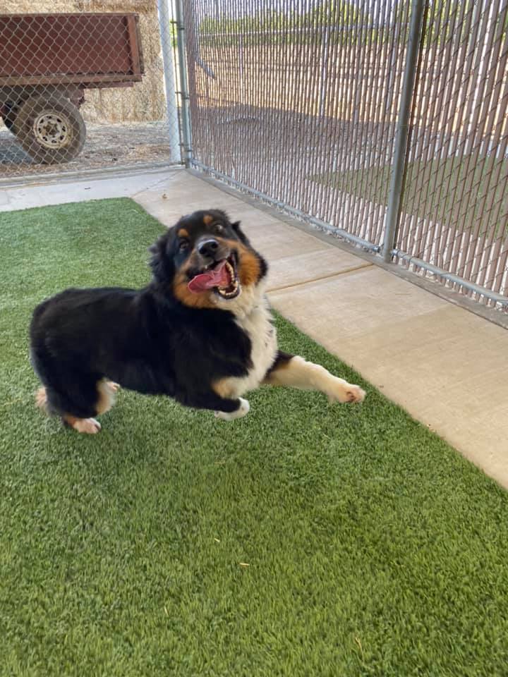 Happy Tails Pet Resort - Business Photo Gallery Image