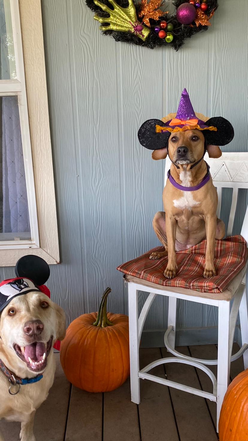 Happy Tails Pet Resort - Business Photo Gallery Image
