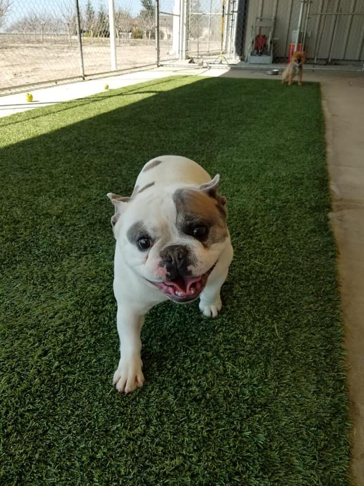 Happy Tails Pet Resort - Business Photo Gallery Image
