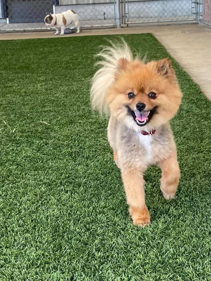 Happy Tails Pet Resort - Business Photo Gallery Image