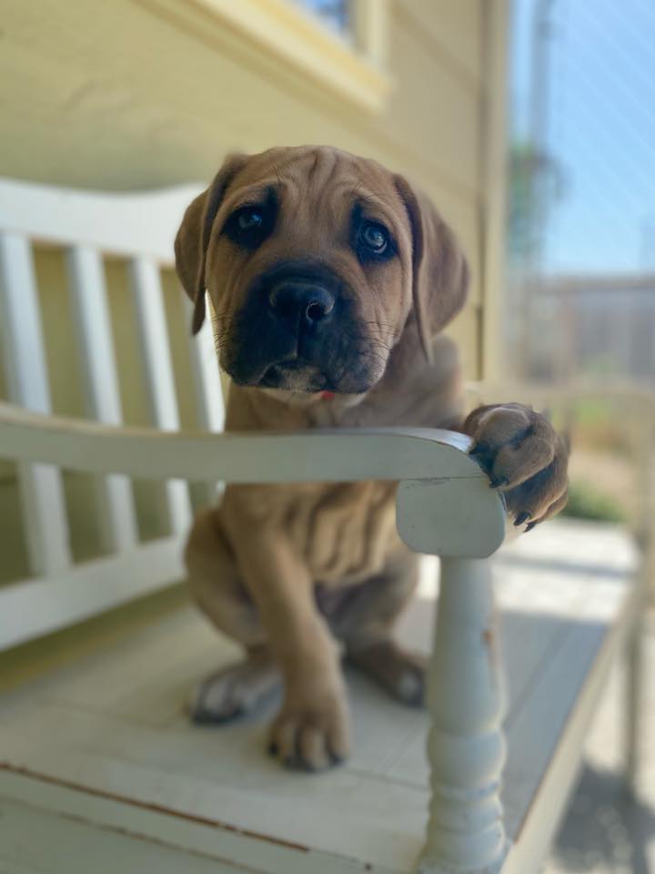 Happy Tails Pet Resort - Business Photo Gallery Image