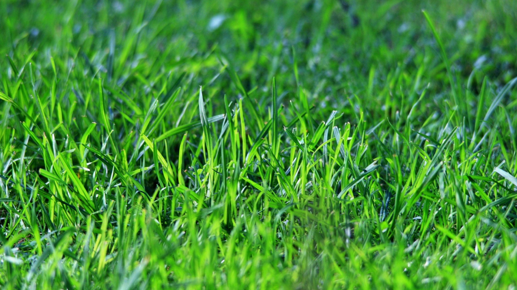 Lawn Experts - Business Photo Gallery Image