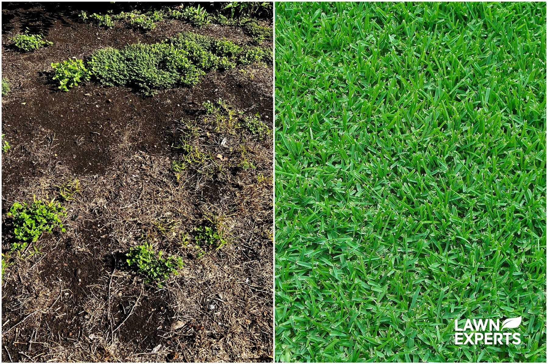 Lawn Experts - Business Photo Gallery Image