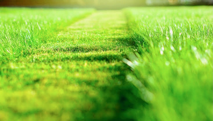 Lawn Experts - Business Photo Gallery Image