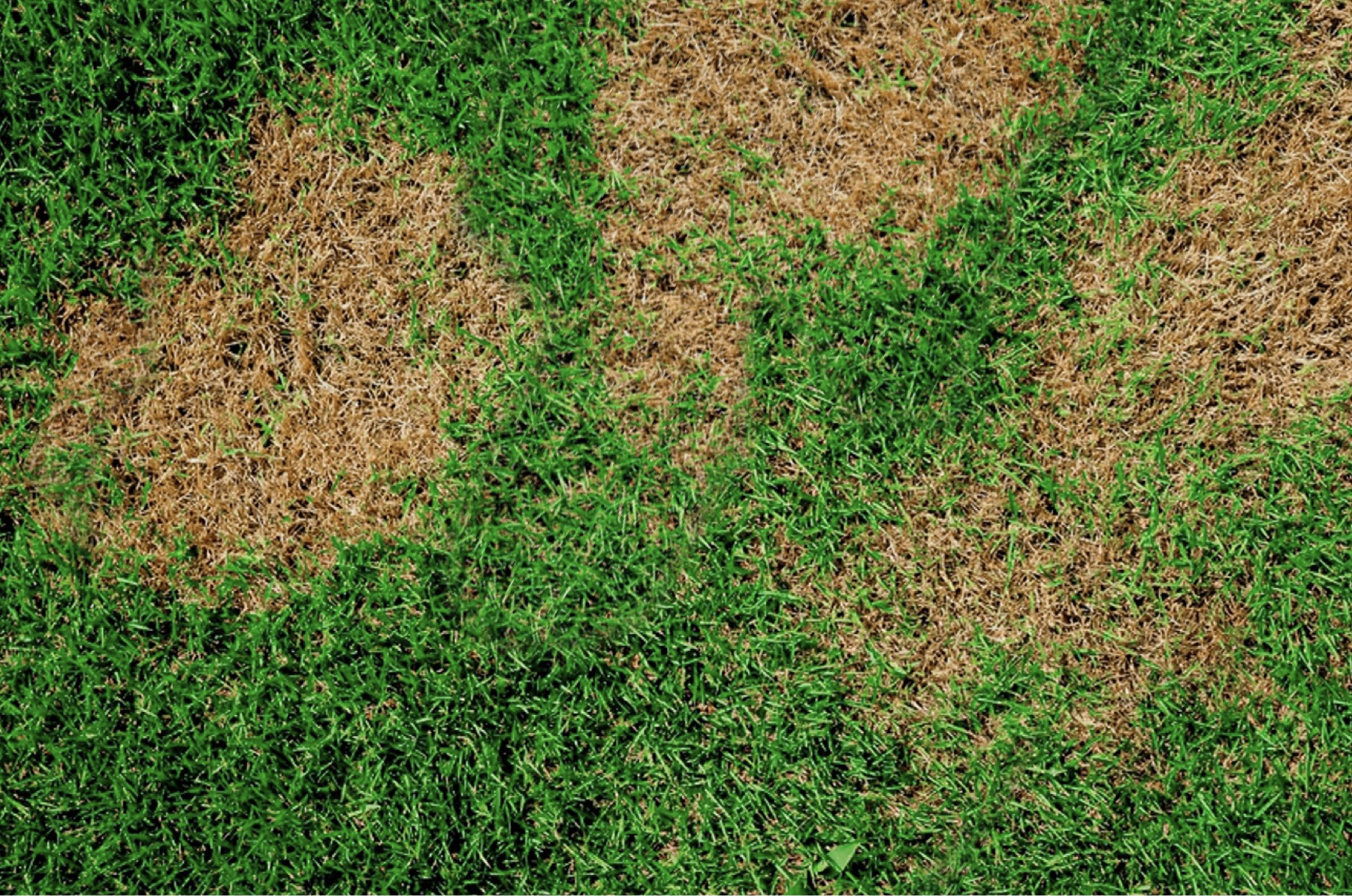Lawn Experts - Business Photo Gallery Image