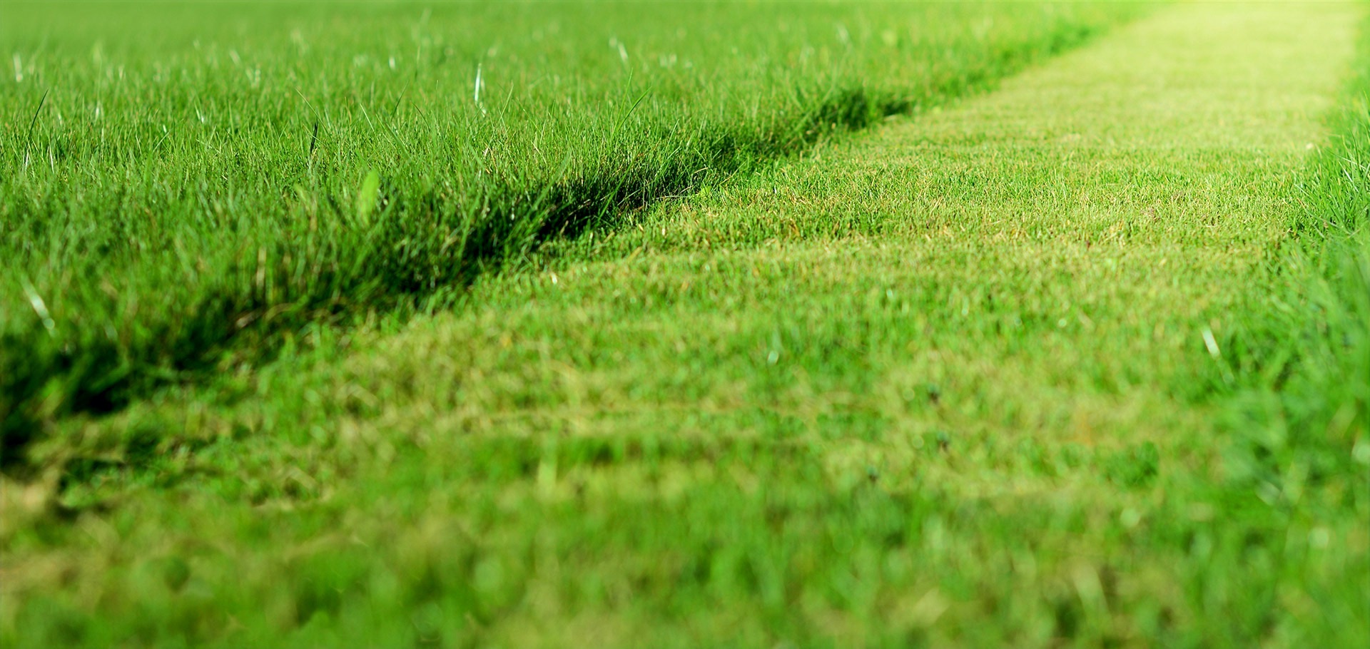 Lawn Experts - Business Photo Gallery Image