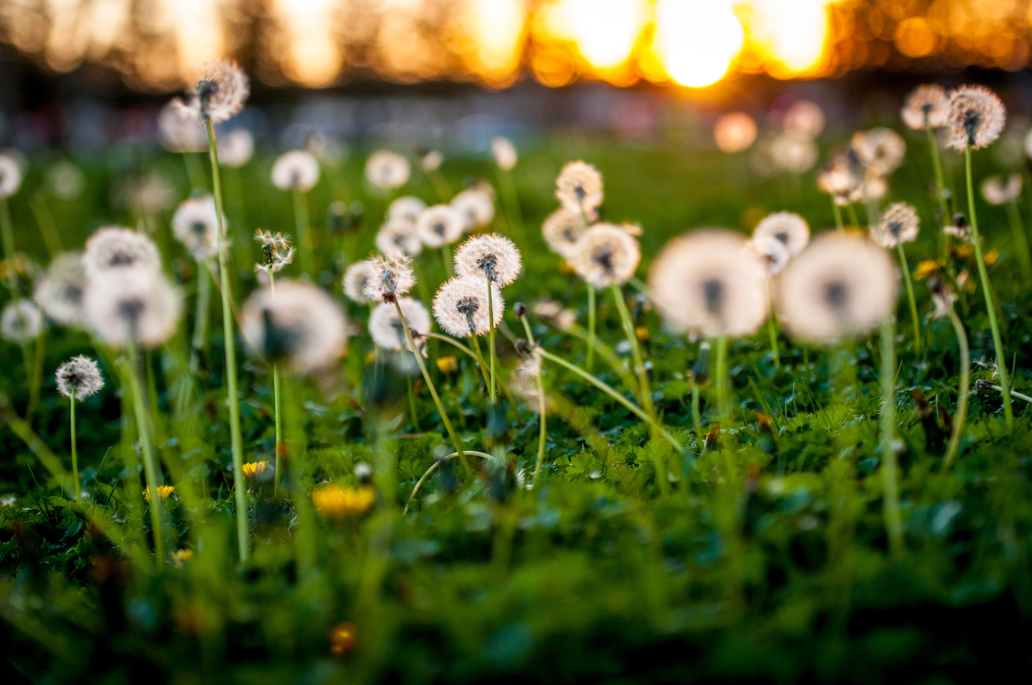 Lawn Experts - Business Photo Gallery Image
