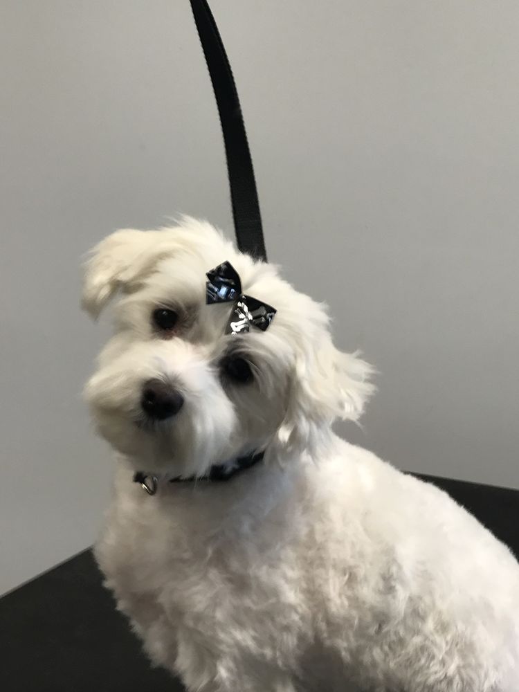 The Flying Fur - Business Photo Gallery Image