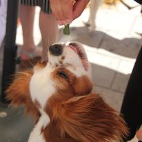 Pawsitively Polite Dog Training - Business Photo Gallery Image