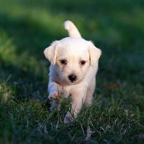 Pawsitively Polite Dog Training - Business Photo Gallery Image