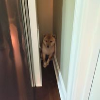 Pawsitively Polite Dog Training - Business Photo Gallery Image