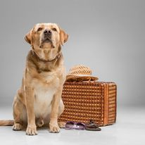 Pawsitively Polite Dog Training - Business Photo Gallery Image