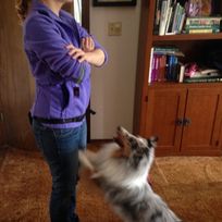 Pawsitively Polite Dog Training - Business Photo Gallery Image