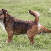 Pawsitively Polite Dog Training - Business Photo Gallery Image