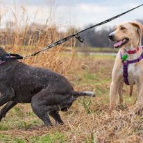 Pawsitively Polite Dog Training - Business Photo Gallery Image