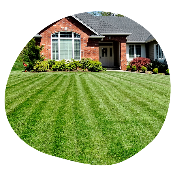The Real M'Coye Lawn & Pest - Business Photo Gallery Image