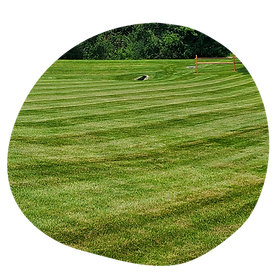 The Real M'Coye Lawn & Pest - Business Photo Gallery Image