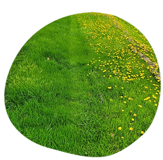The Real M'Coye Lawn & Pest - Business Photo Gallery Image