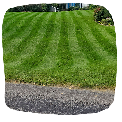 The Real M'Coye Lawn & Pest - Business Photo Gallery Image