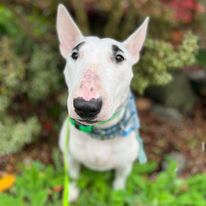 Emerald Dog Training - Business Photo Gallery Image