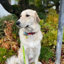 Emerald Dog Training - Business Photo Gallery Image