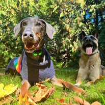 Emerald Dog Training - Business Photo Gallery Image