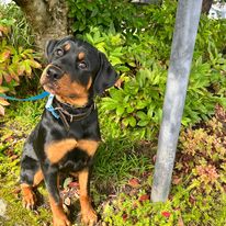 Emerald Dog Training - Business Photo Gallery Image