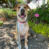 Emerald Dog Training - Business Photo Gallery Image