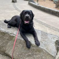 Emerald Dog Training - Business Photo Gallery Image