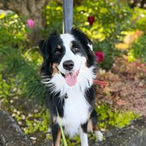 Emerald Dog Training - Business Photo Gallery Image