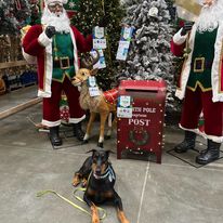 Emerald Dog Training - Business Photo Gallery Image
