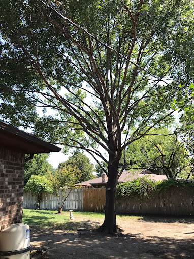 Mercer Tree Service - Business Photo Gallery Image