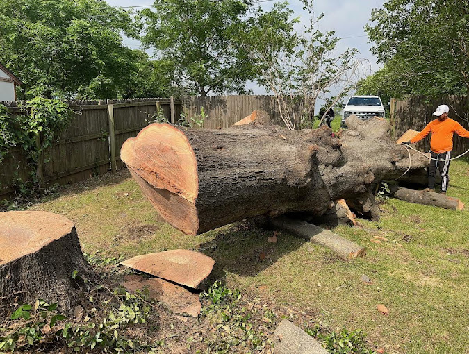 Mercer Tree Service - Business Photo Gallery Image